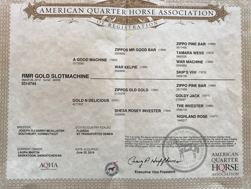 AQHA Mare sired by A Good Machine